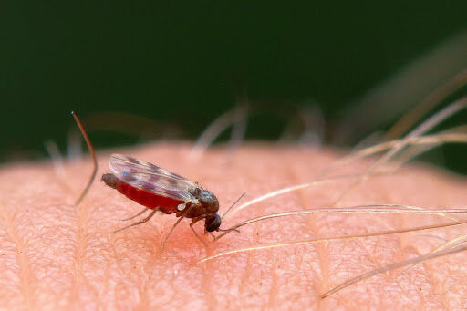 What to Do When a Yellow Fly Bites You?